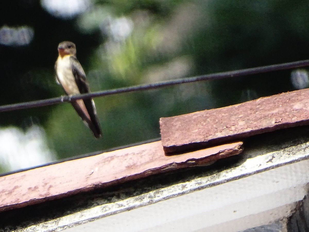 Southern Rough-winged Swallow - ML643322495