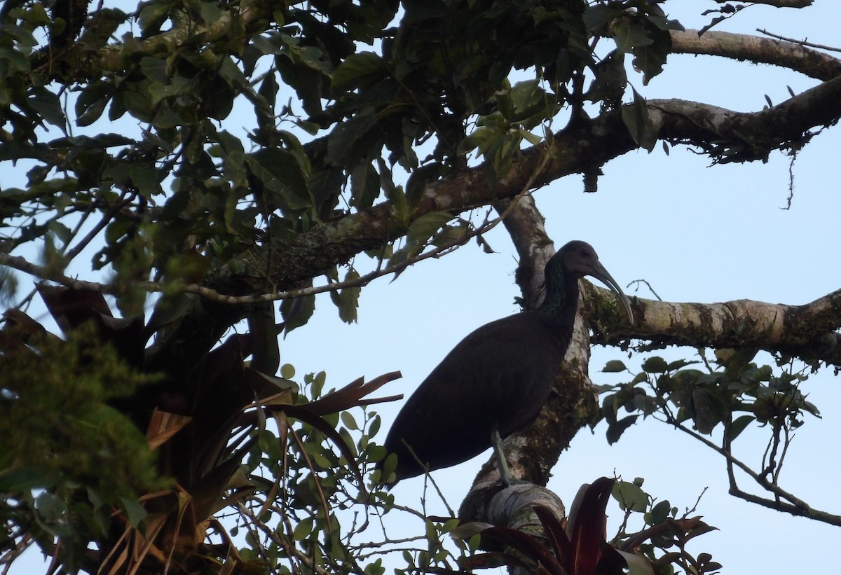 Green Ibis - ML643322508