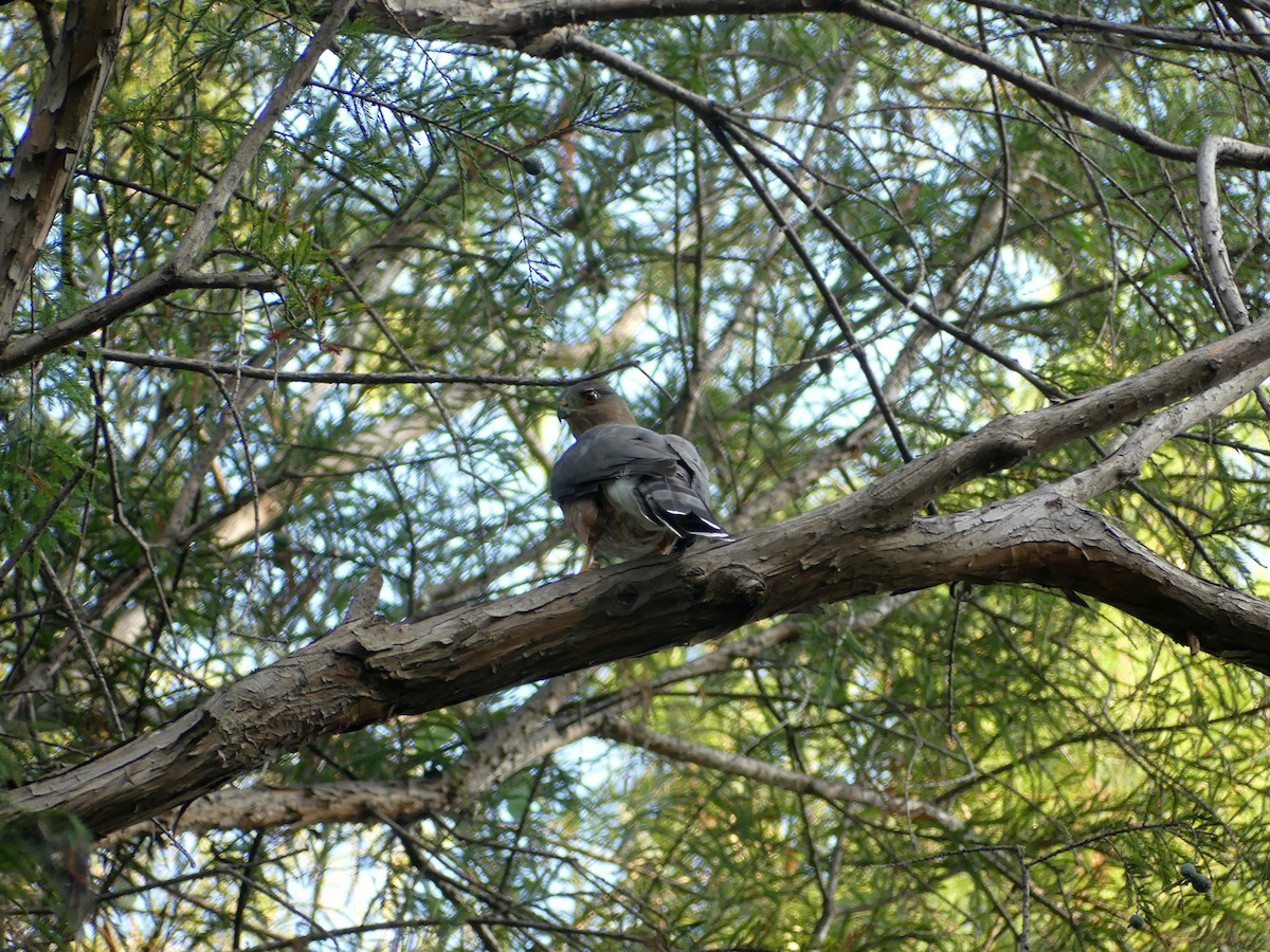 Cooper's Hawk - ML643322509