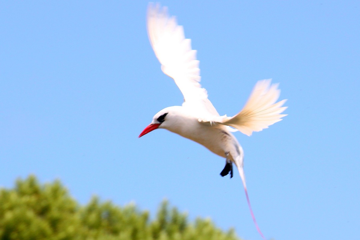Red-tailed Tropicbird - ML643322520