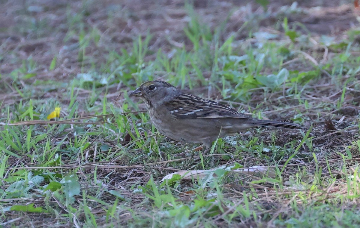 Golden-crowned Sparrow - ML643322542