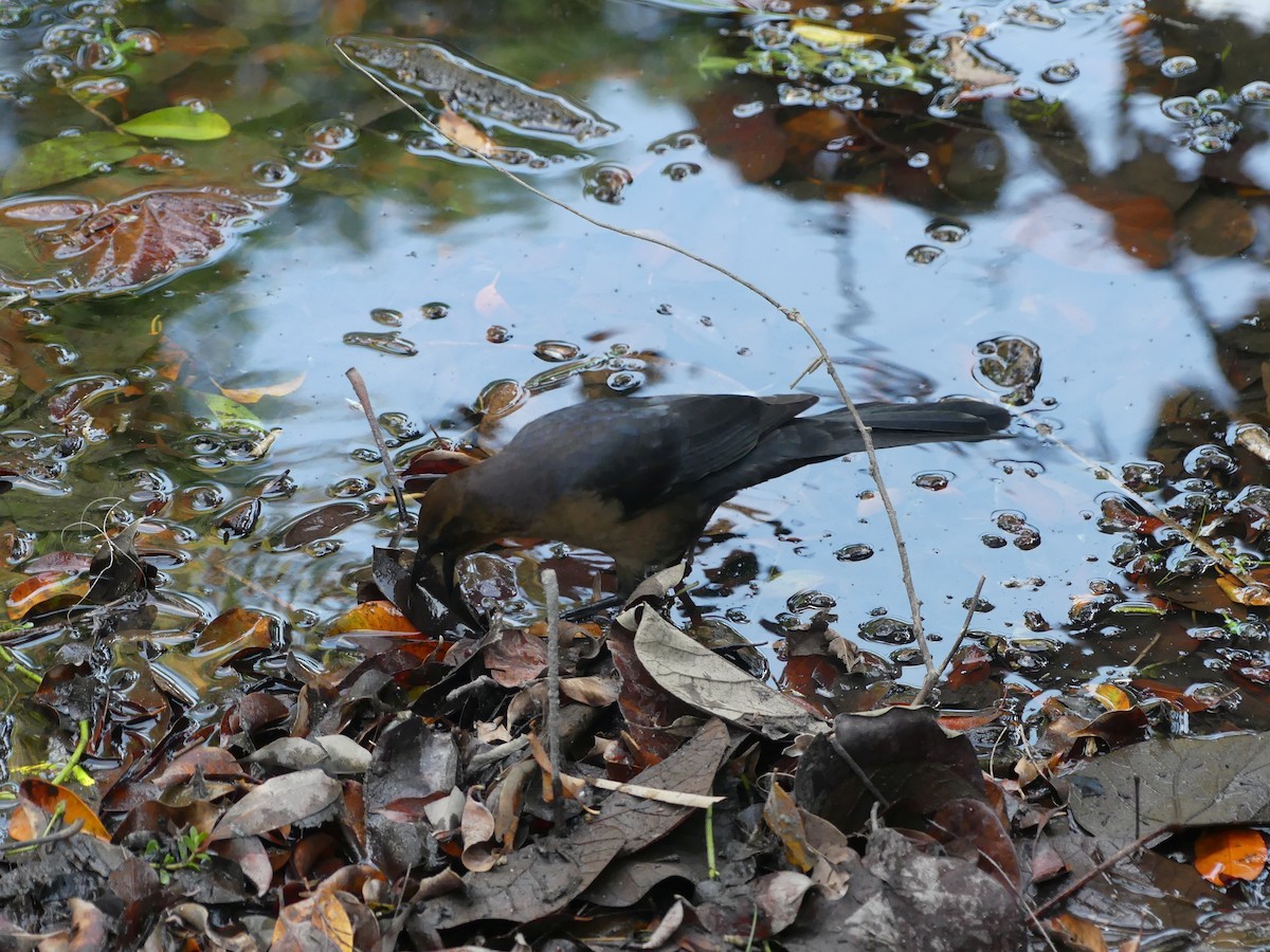 Great-tailed Grackle - ML643322568