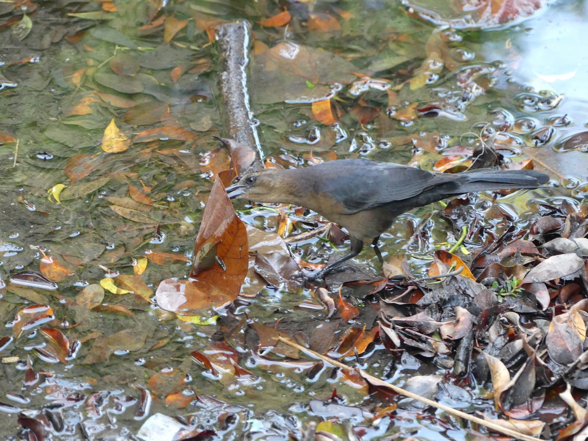 Great-tailed Grackle - ML643322569