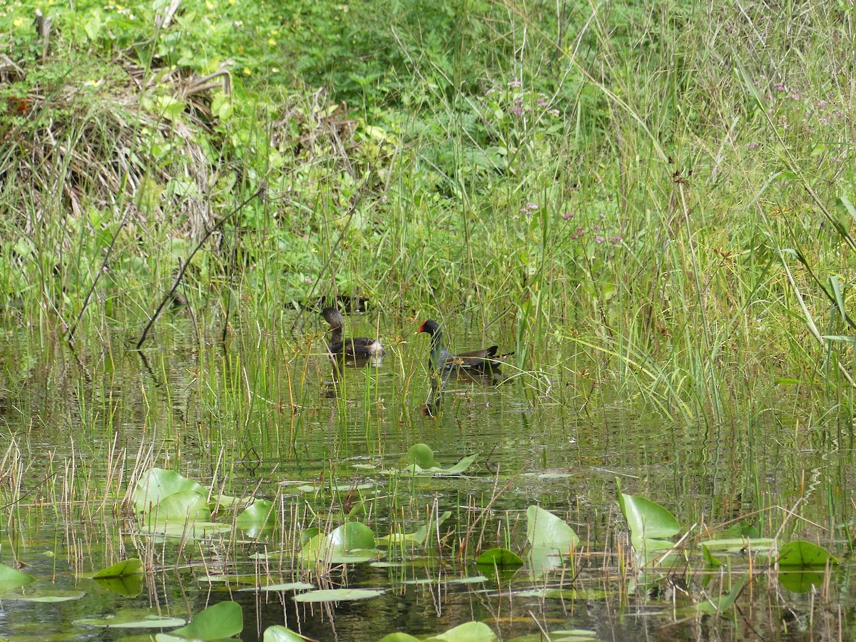 Gallinule d'Amérique - ML643322589