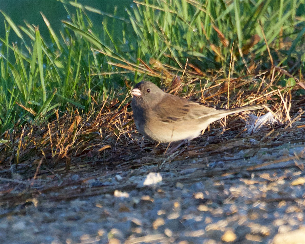Junco ardoisé - ML643322603