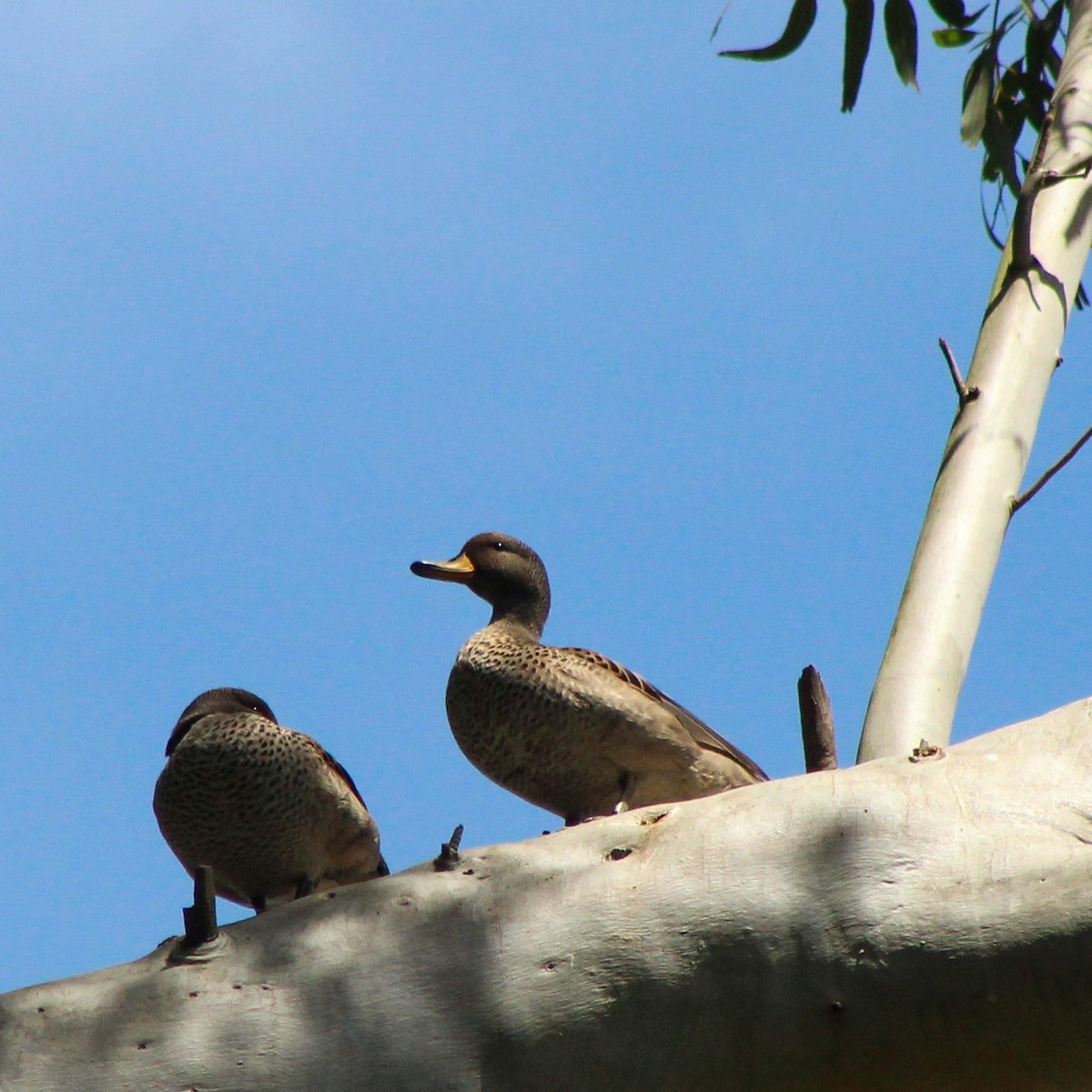 Yellow-billed Teal - ML643322604