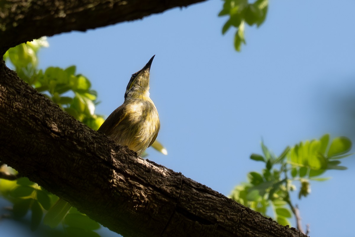 Varied Honeyeater - ML643322618