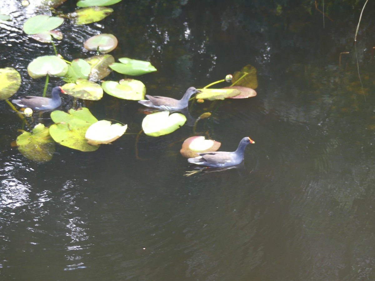 Gallinule d'Amérique - ML643322620
