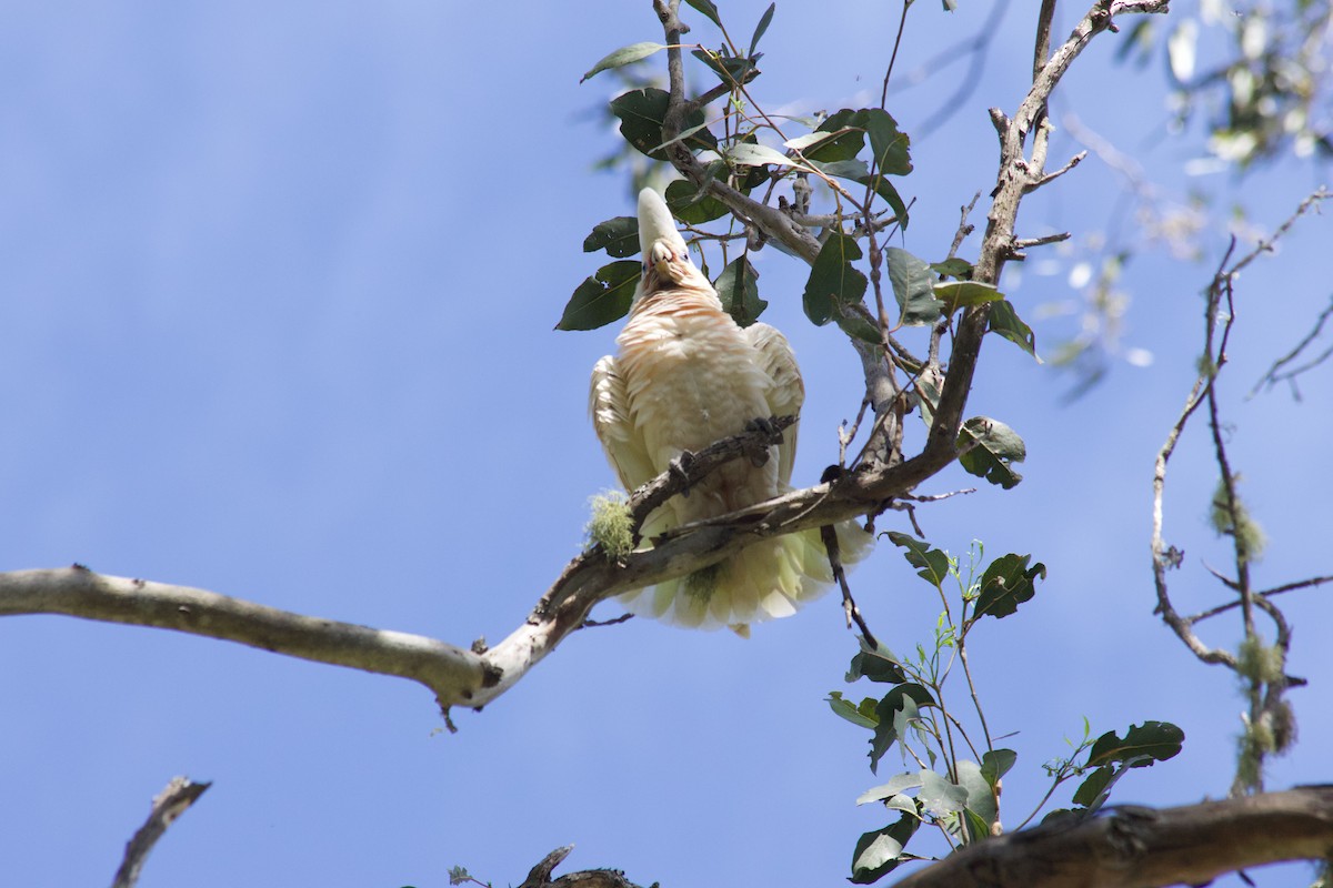 Little Corella - ML643322622