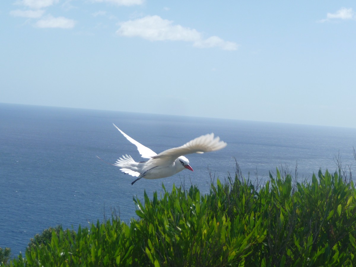 Red-tailed Tropicbird - ML643322651