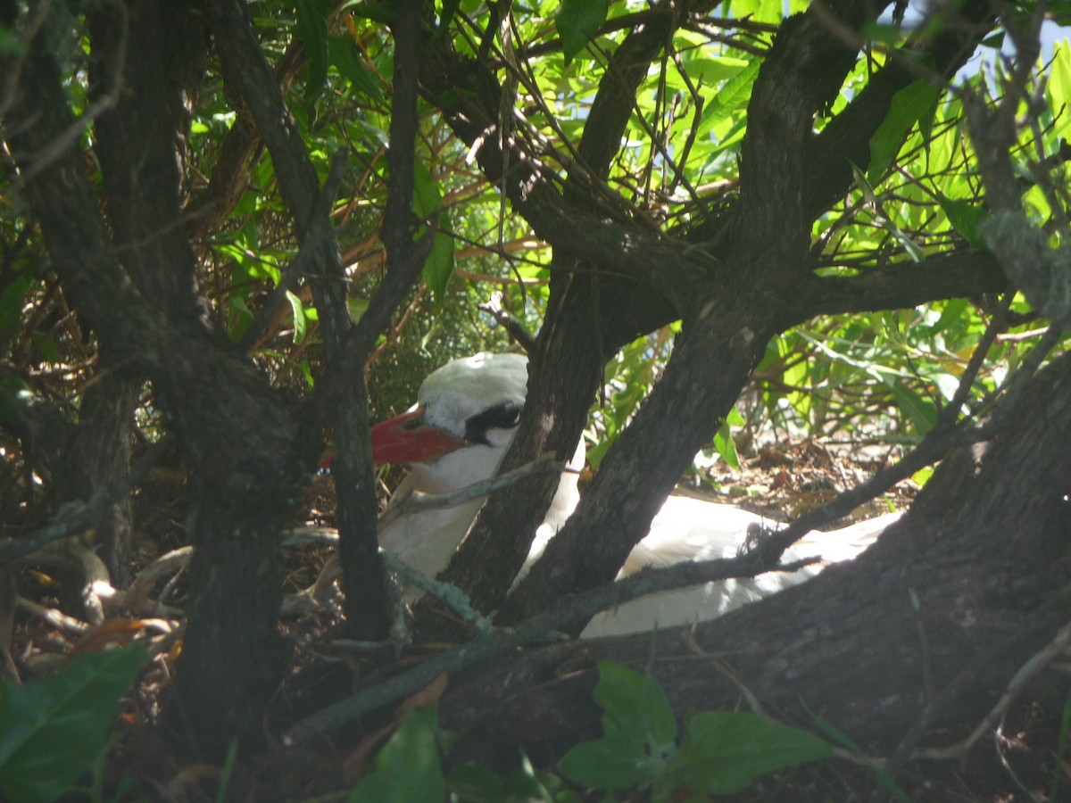 Red-tailed Tropicbird - ML643322652