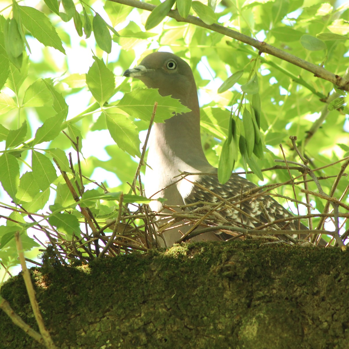 Spot-winged Pigeon - ML643322653