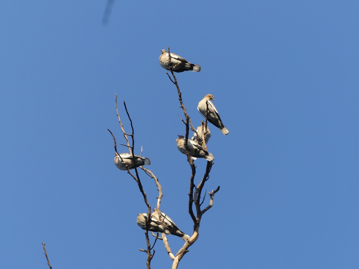 White-winged Dove - ML643322654