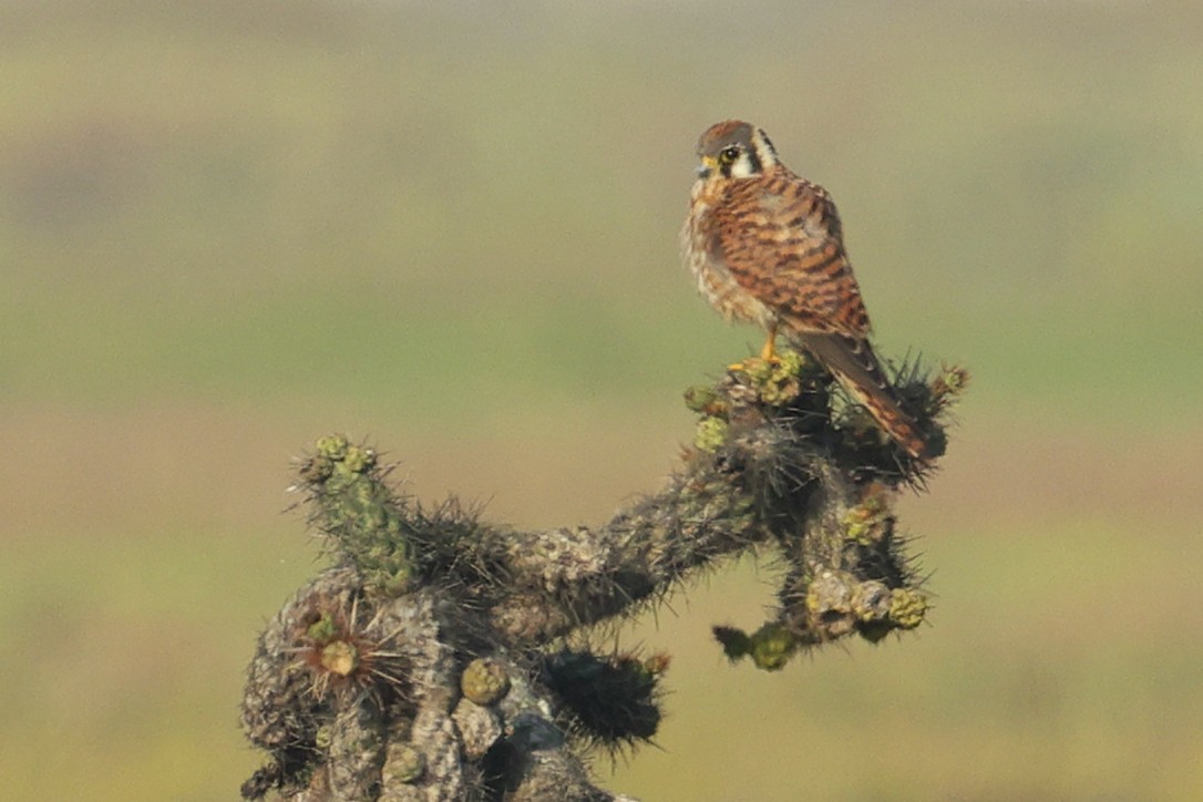 American Kestrel - ML643322655