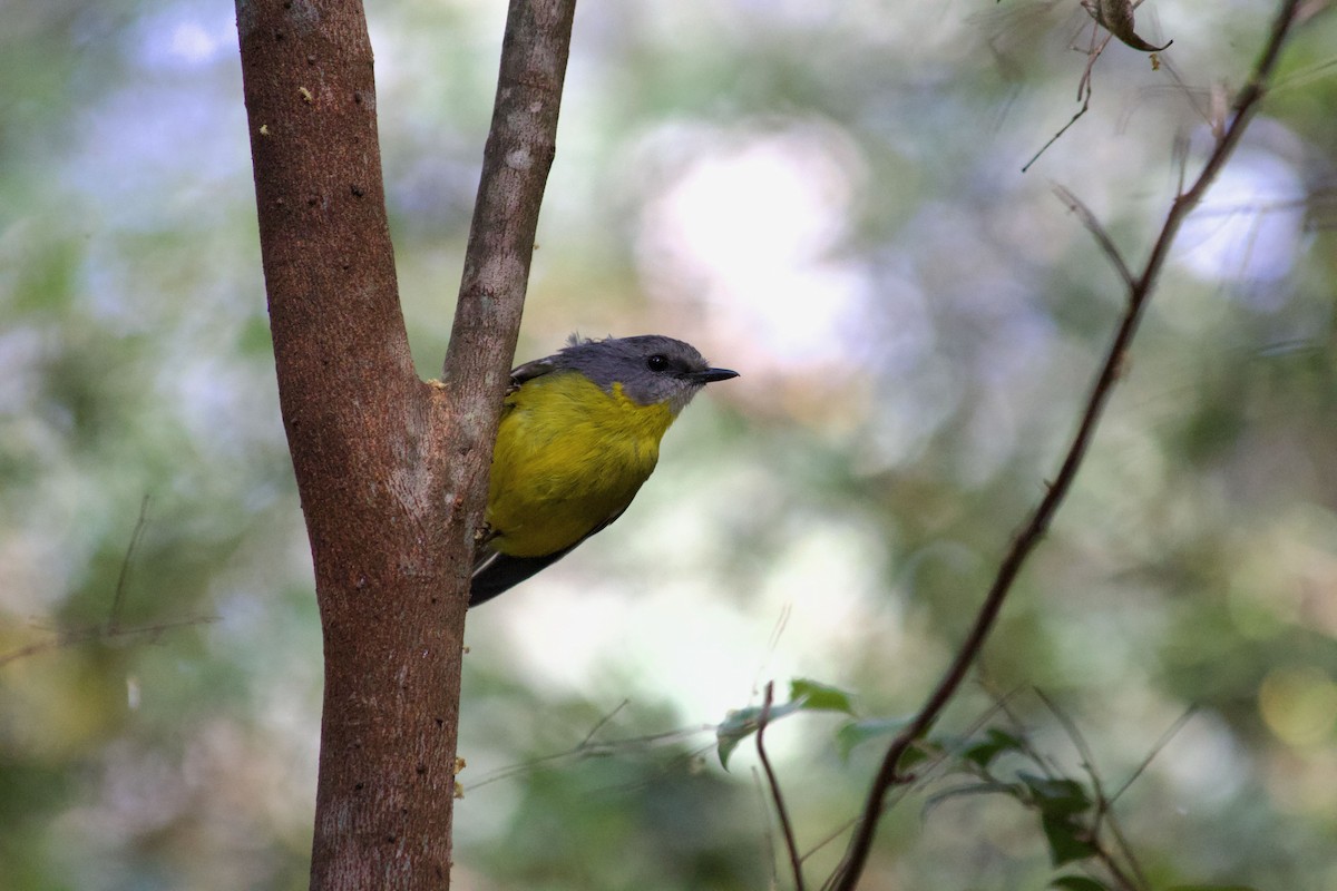 Eastern Yellow Robin - ML643322656
