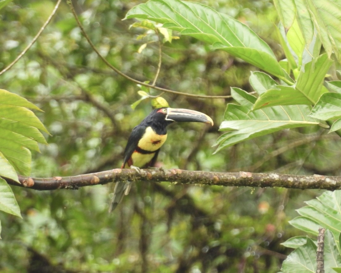 Collared Aracari - ML643322657