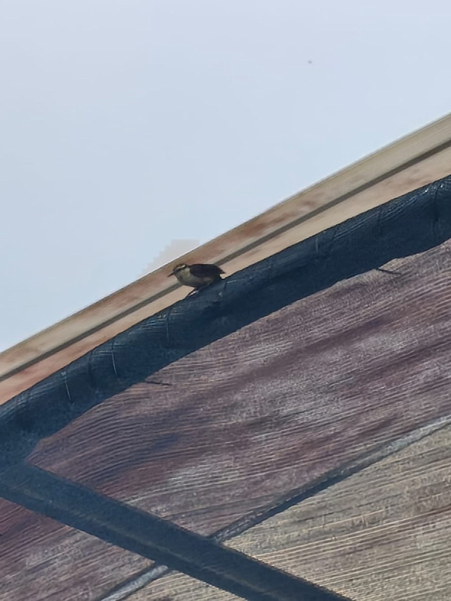 Bicolored Wren - ML643322658