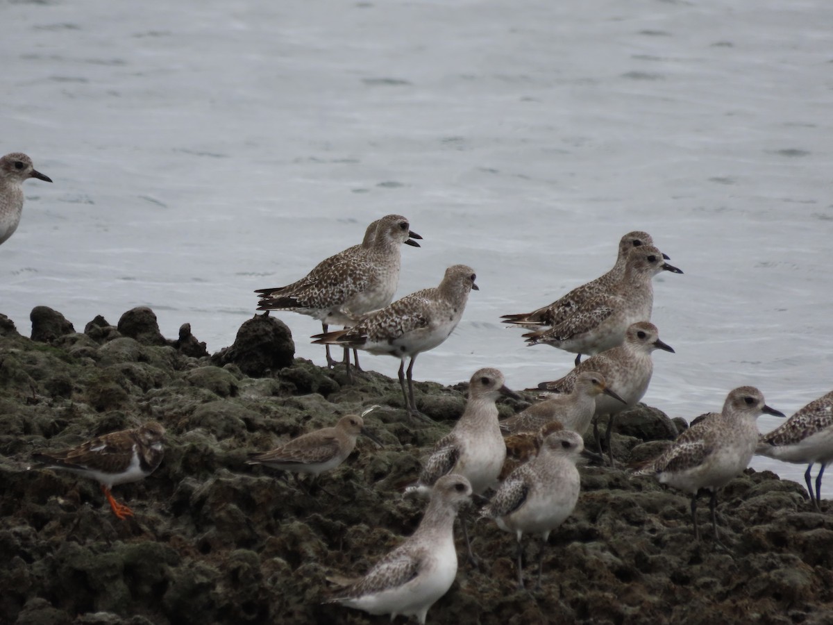 Black-bellied Plover - ML643322659