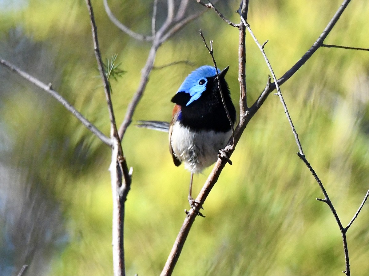 Variegated Fairywren - ML643322663