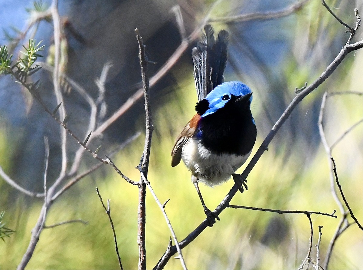 Variegated Fairywren - ML643322664