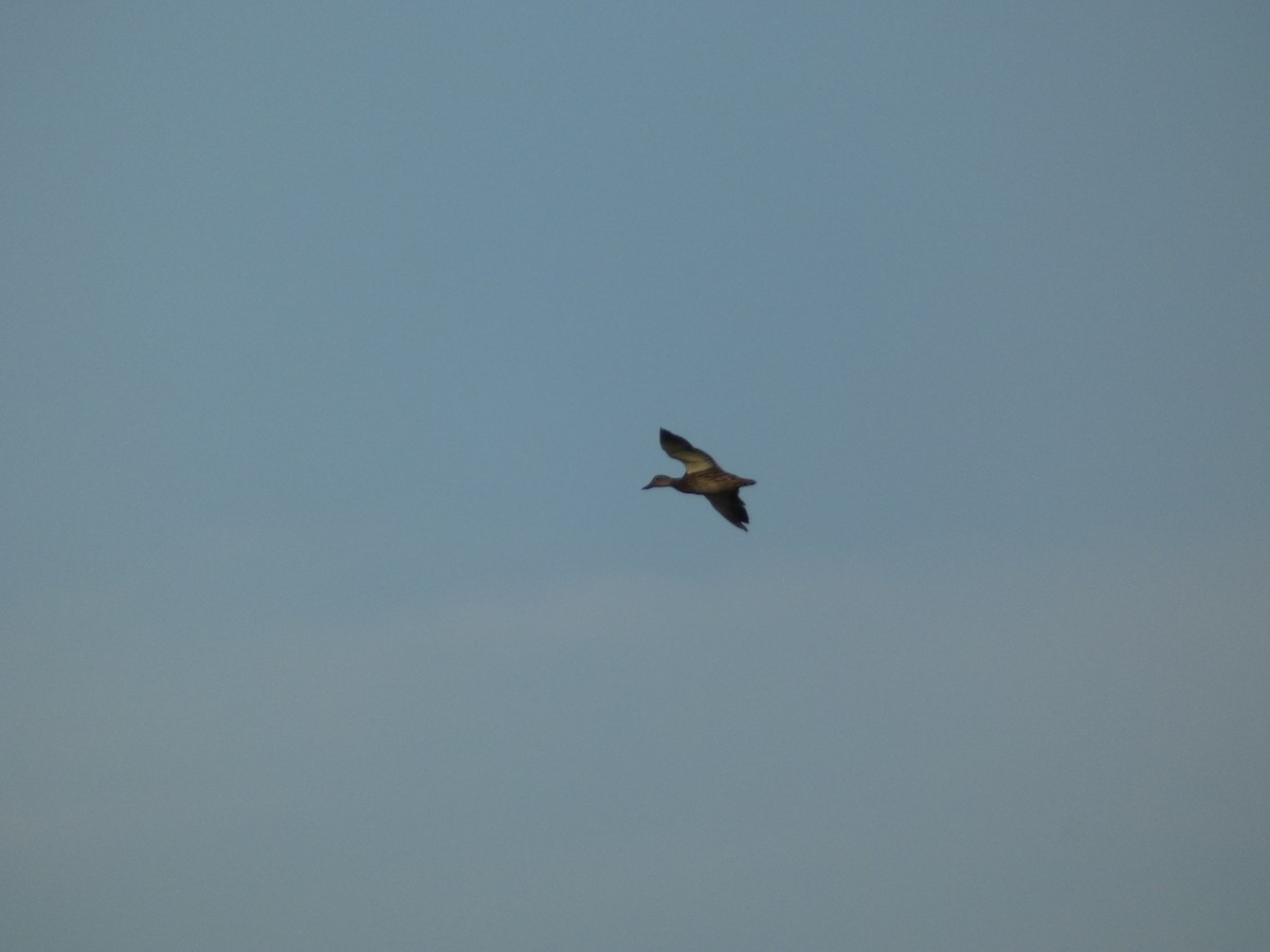 Mallard - ML643322665