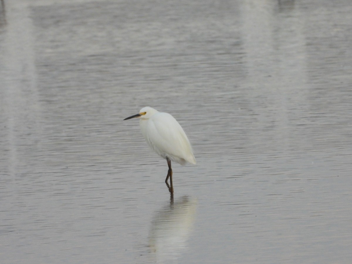 Snowy Egret - ML643322666