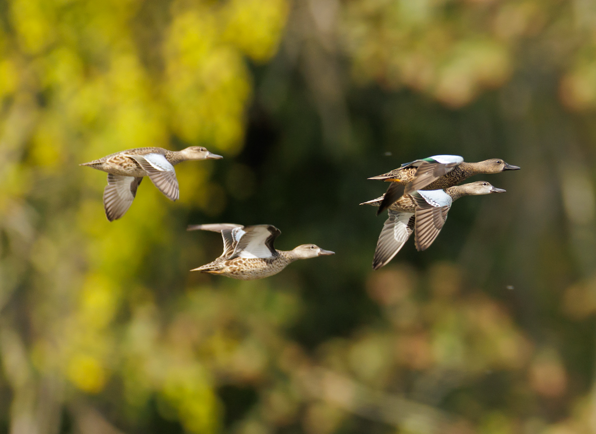 Blue-winged Teal - ML643322667