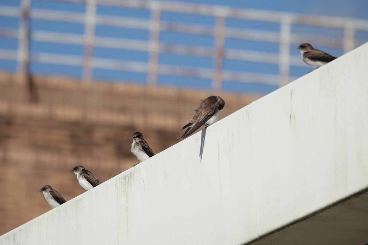 Gray-throated Martin - ML643322668