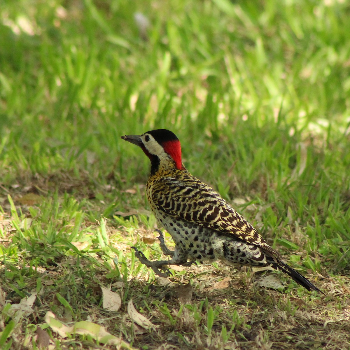 Green-barred Woodpecker - ML643322671
