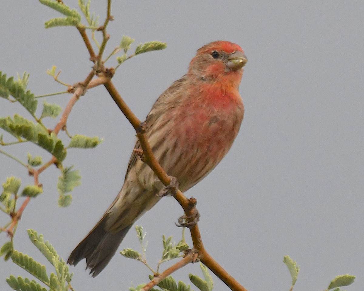 House Finch - ML643322673