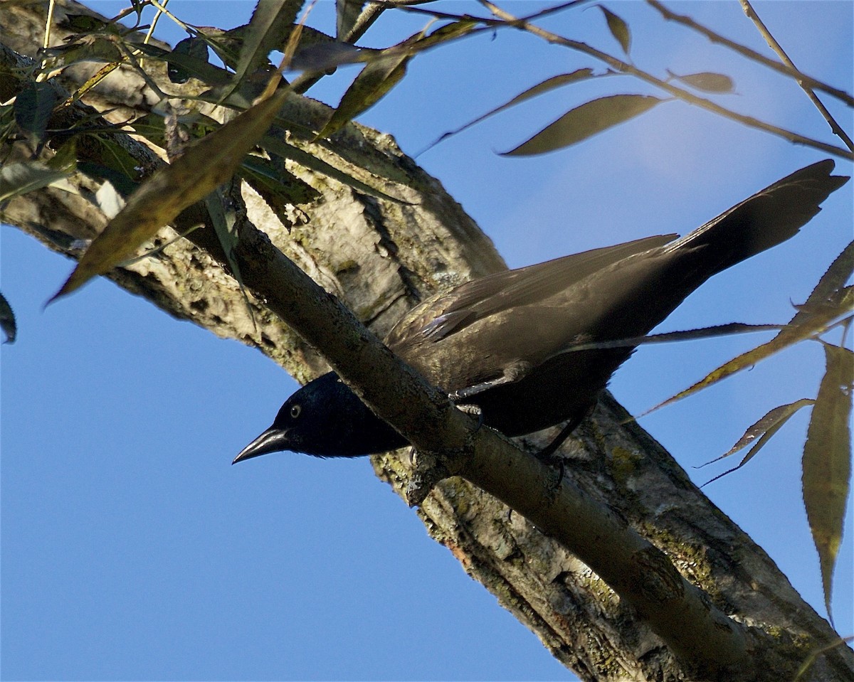 Common Grackle - ML643322674