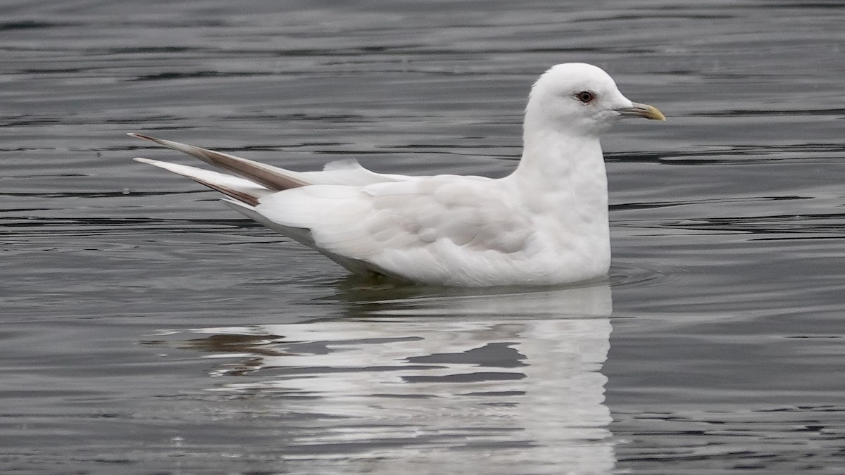 Short-billed Gull - ML643322675