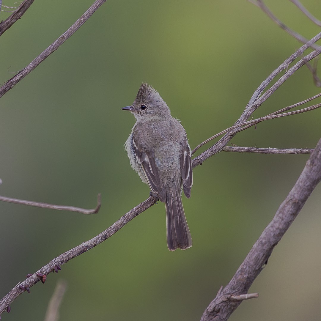 Plain-crested Elaenia - ML643322676
