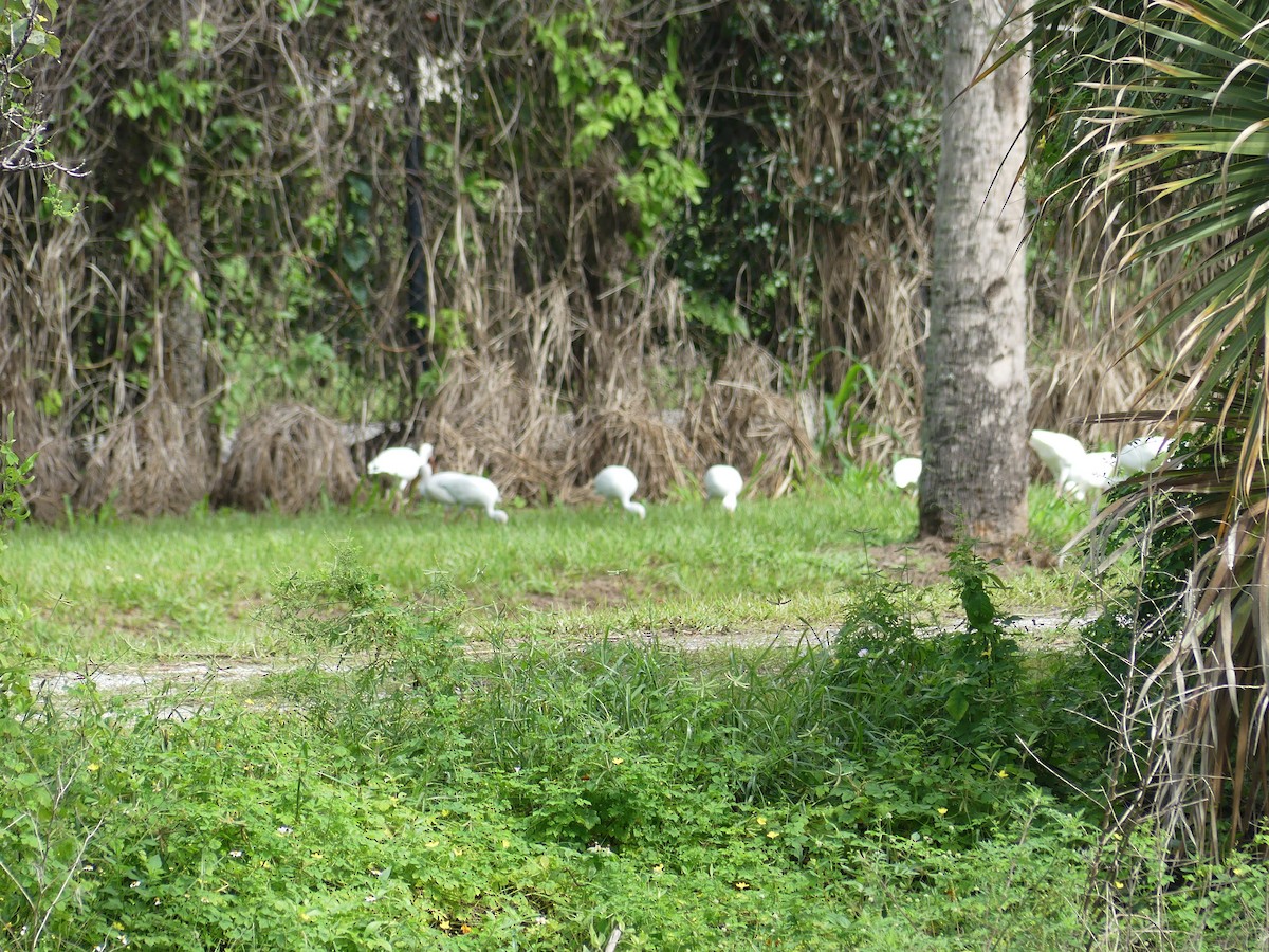White Ibis - ML643322677