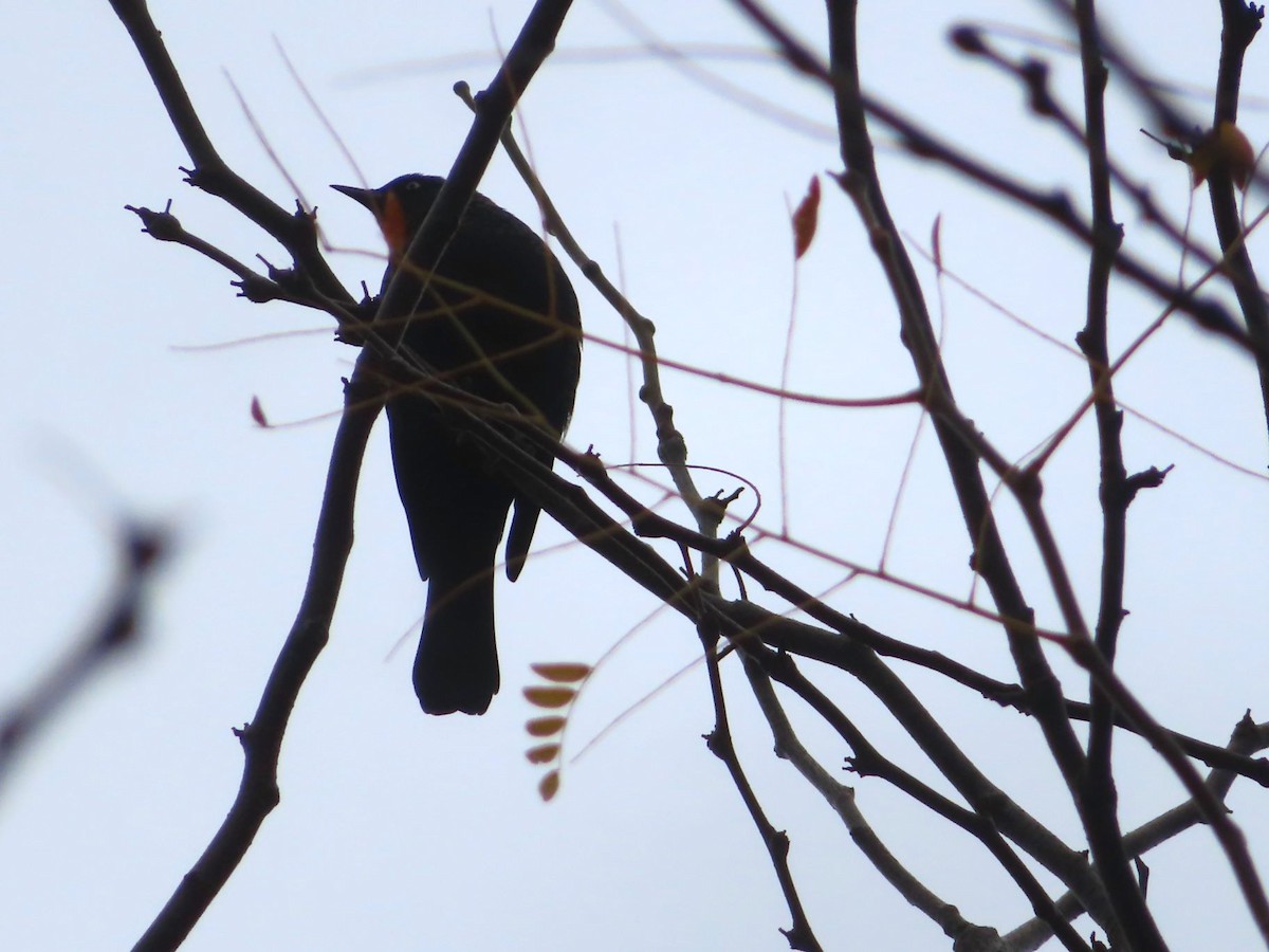 Rusty Blackbird - ML643322678