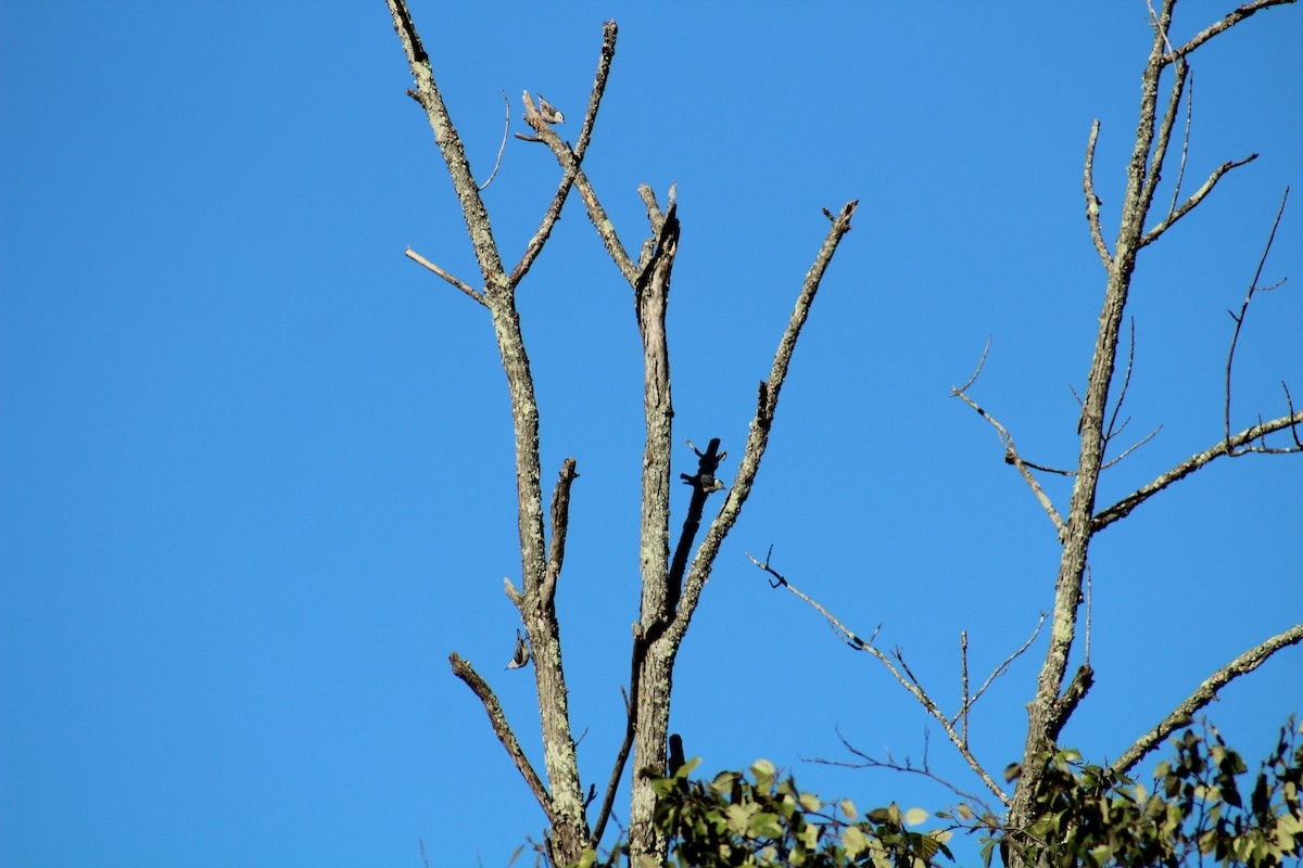 White-breasted Nuthatch - ML643322679