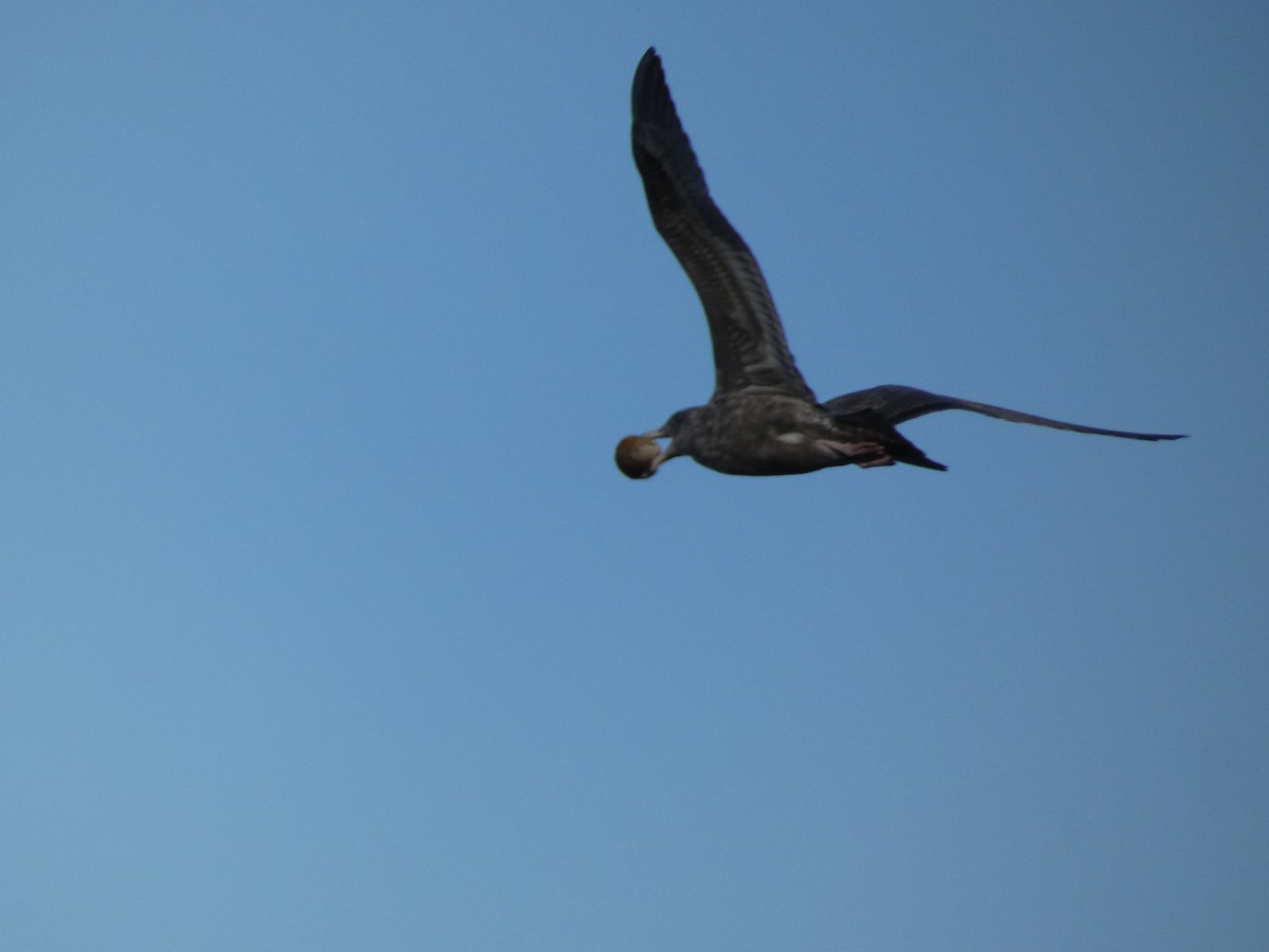 American Herring Gull - ML643322681