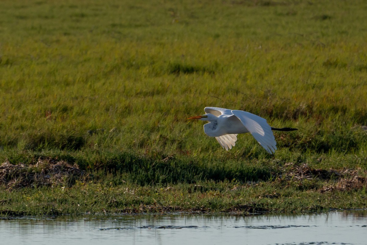Great Egret - ML643322682