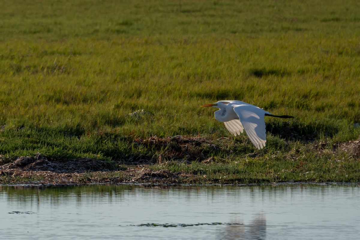 Great Egret - ML643322683