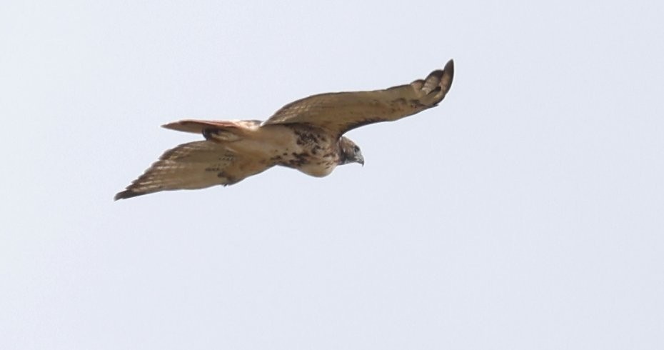 Red-tailed Hawk (borealis) - ML643322686