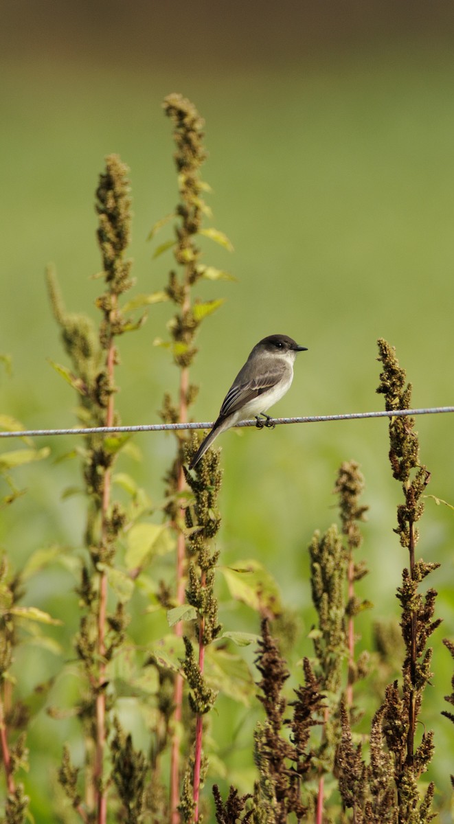 Eastern Phoebe - ML643322688