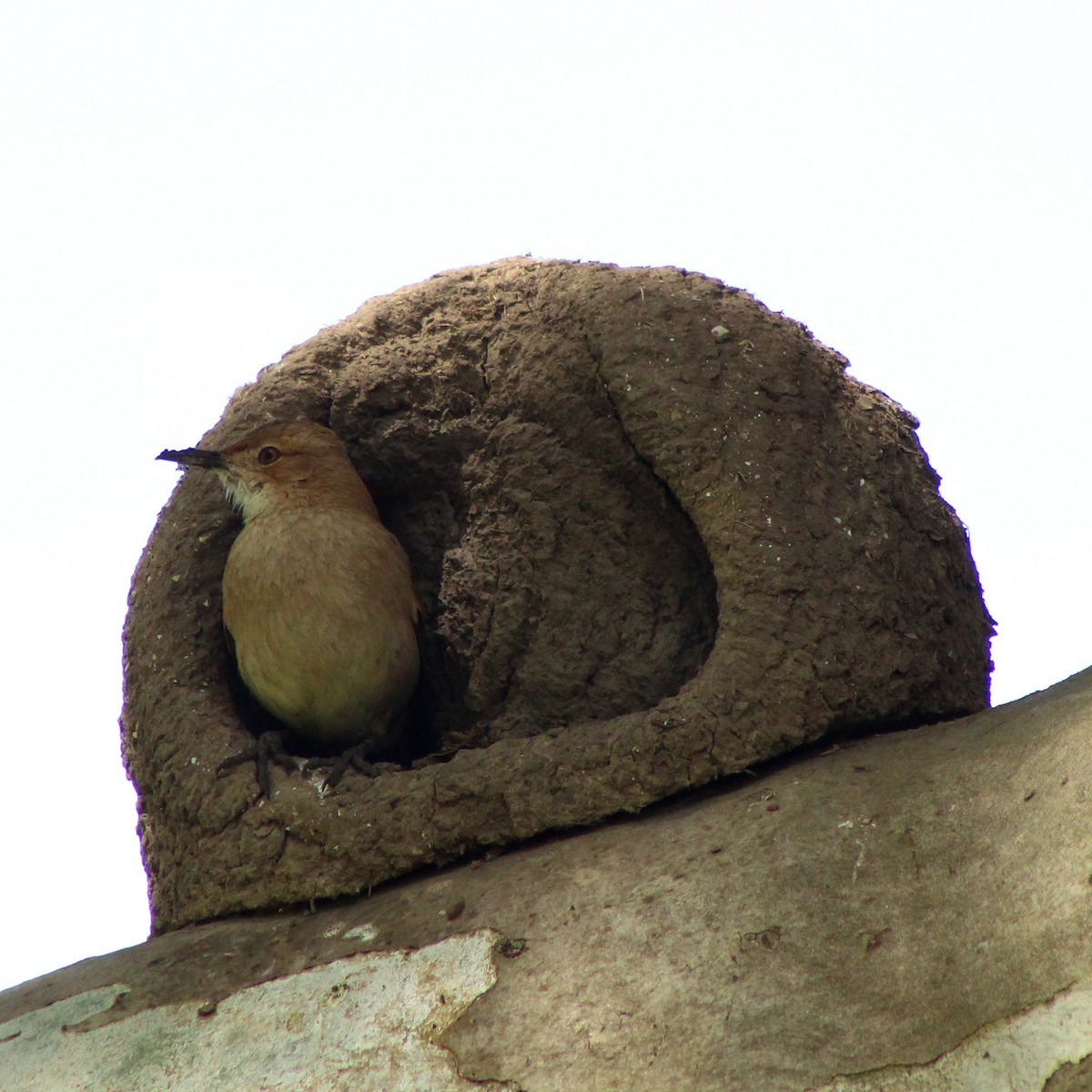 Rufous Hornero - ML643322691