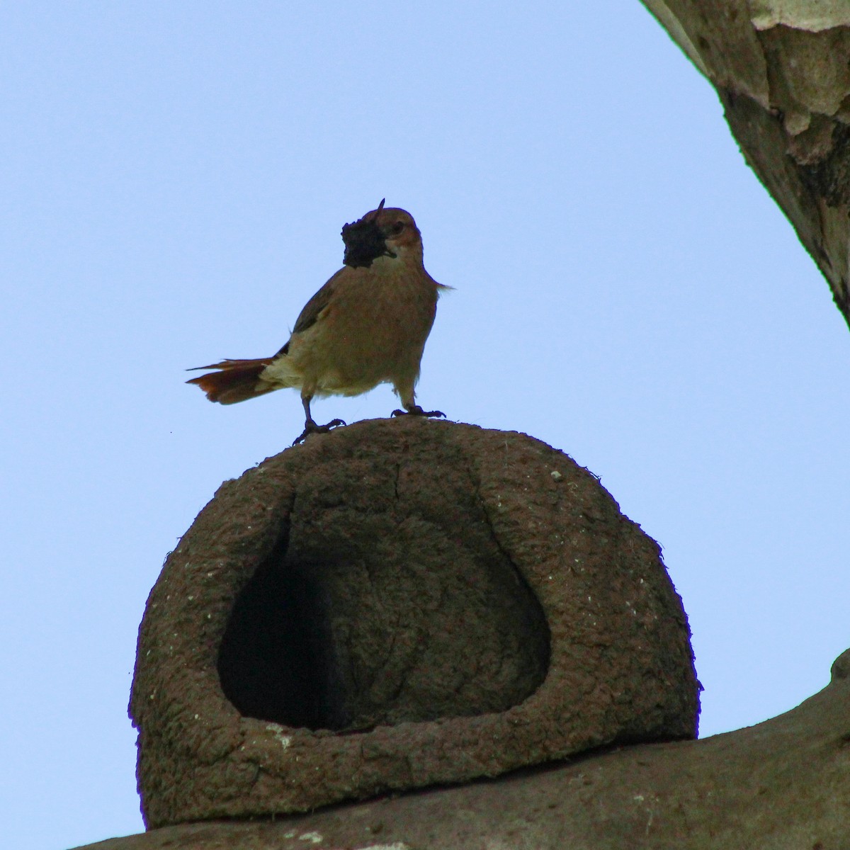 Rufous Hornero - ML643322692