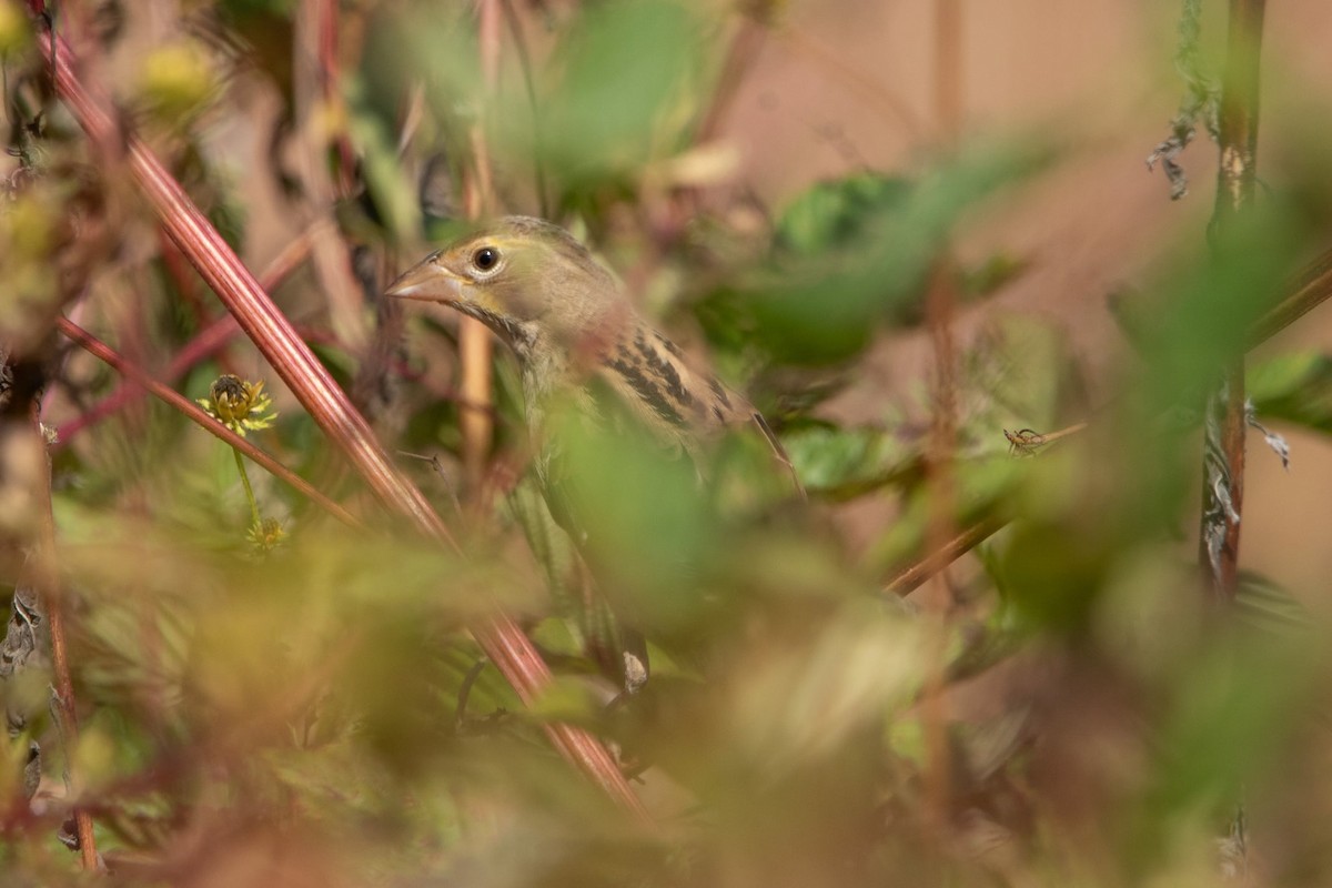 Dickcissel - ML643322702