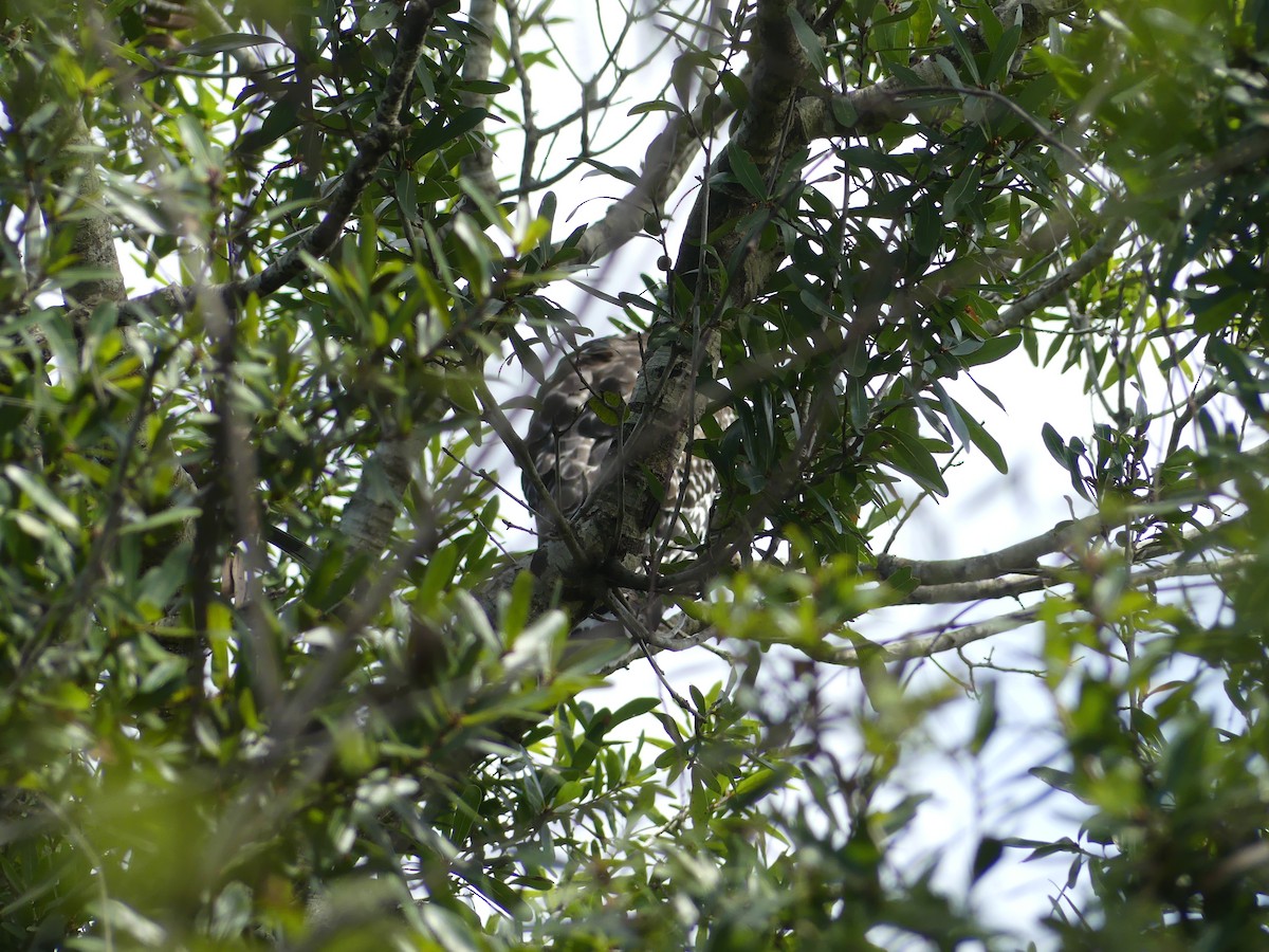 Buse à épaulettes - ML643322706