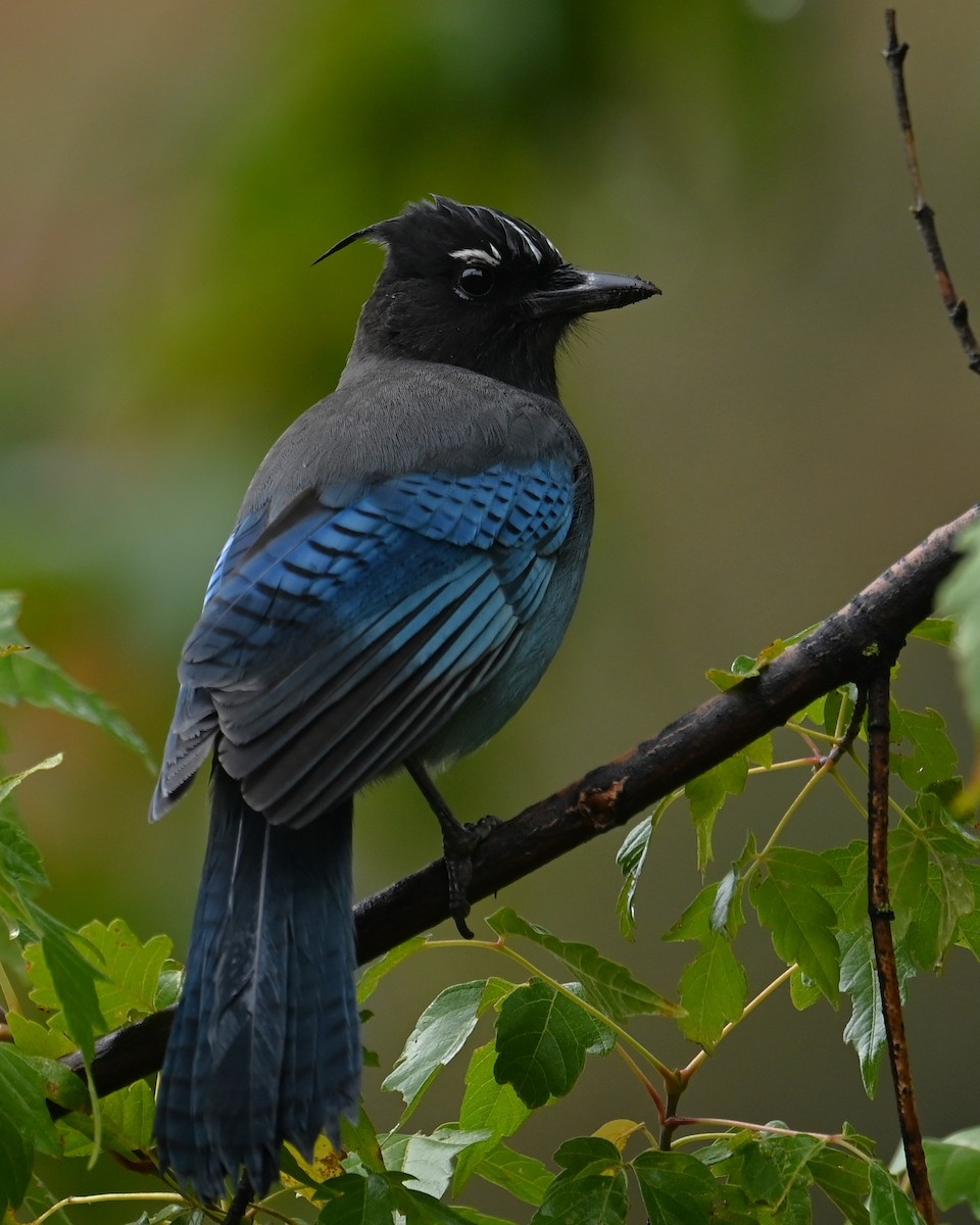 Steller's Jay (Southwest Interior) - ML643322733