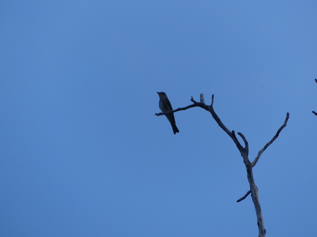 Western Wood-Pewee - ML643322739
