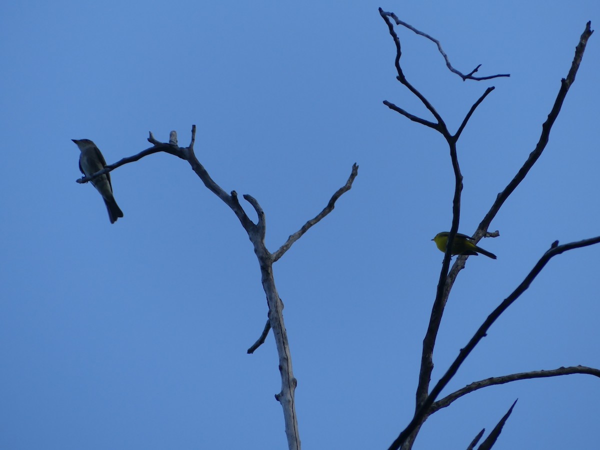 Western Wood-Pewee - ML643322740