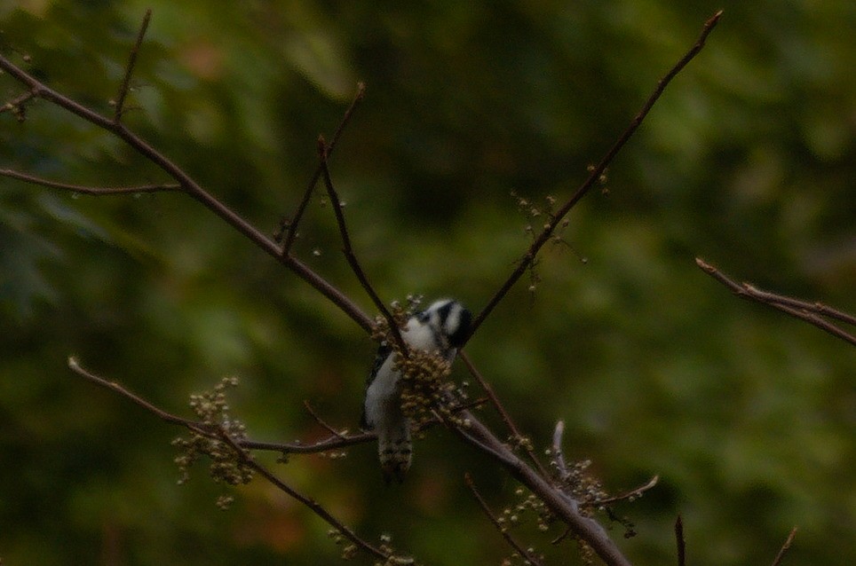 Дятел пухнастий - ML643322741