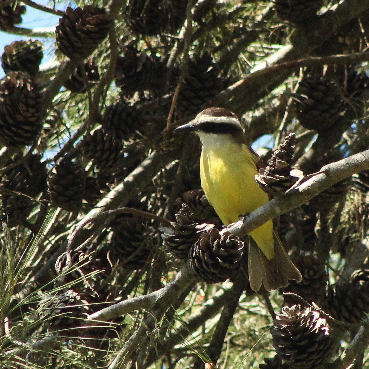 Great Kiskadee - ML643322742